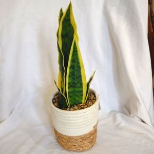 Garden Party Faux Plant. New